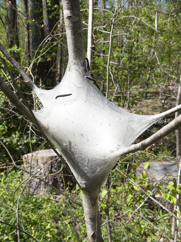 袋虫/东方帐篷毛虫在树上筑巢